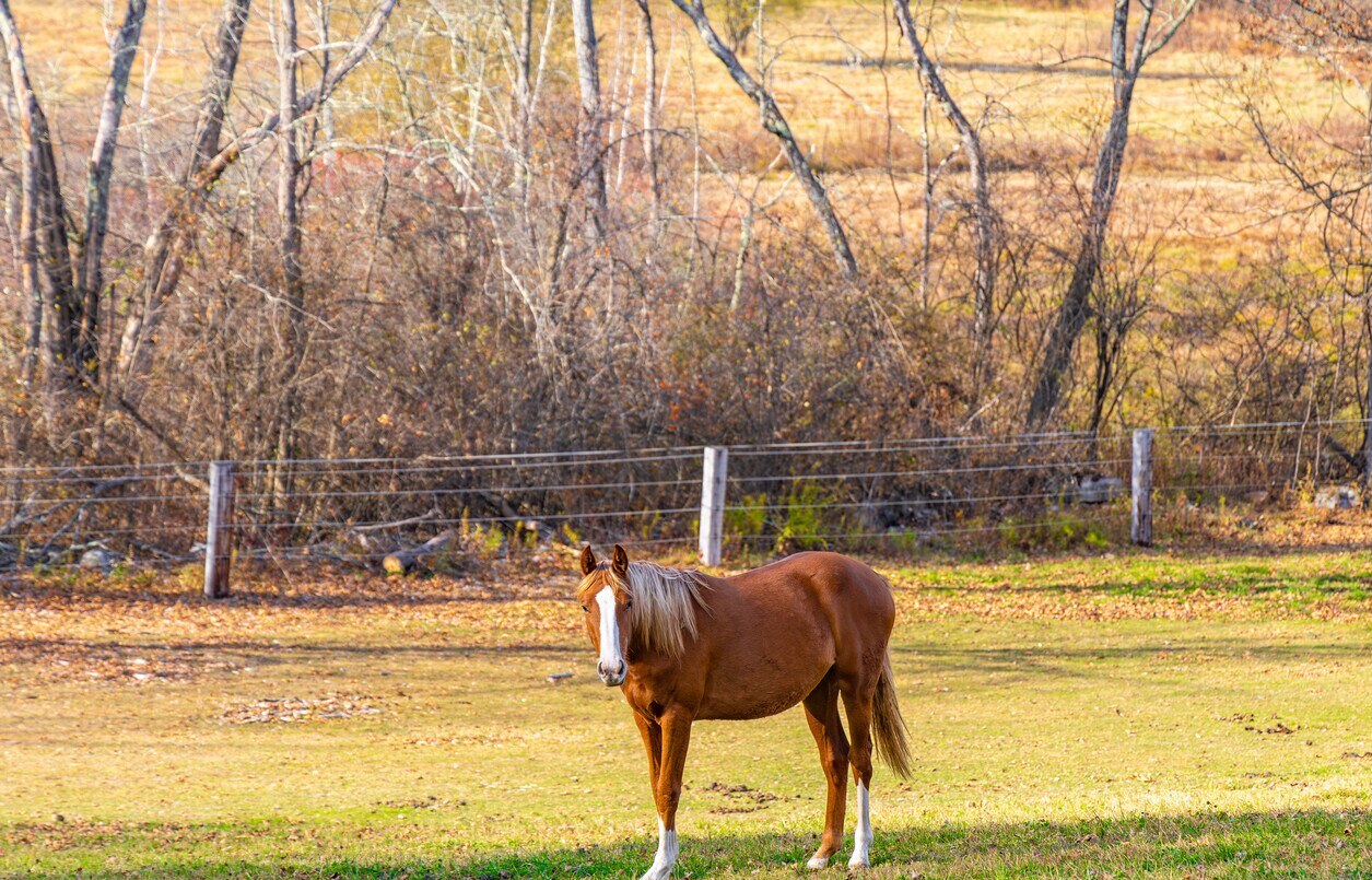 Horse farms throughout Sussex